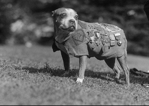 NEVEROVATNE AVANTURE HEROJA STABIJA! Stiže nam film o najpoznatijem psu-ratniku iz Prvog svetskog rata